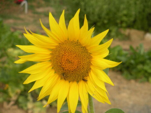 Badante part time vicinanze (8 km) Perugia