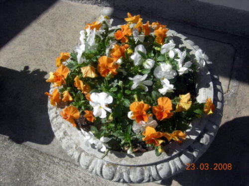 CERCO AIUTO PART TIME PER SIGNORA NON COMPLETAMENTE AUTOSUFFICIENTE